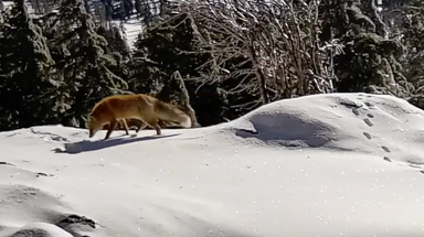 Watch: Rare, endangered fox caught on camera in California national park